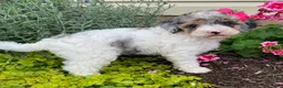 Cavapoo dogs for sale: Annie - Ad 4