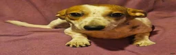 Chihuahua dogs for sale: Princess "T-Cup" - Ad 15