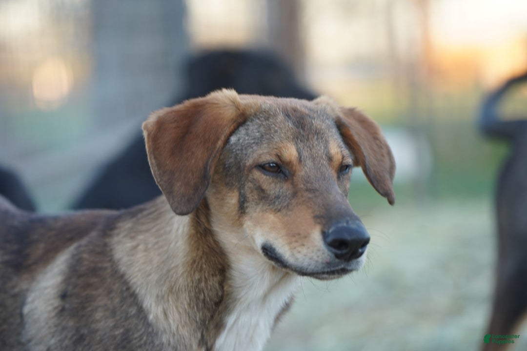 Mixed Breed dogs for sale: Dragon Tiscar Farm Dog - Ad 23