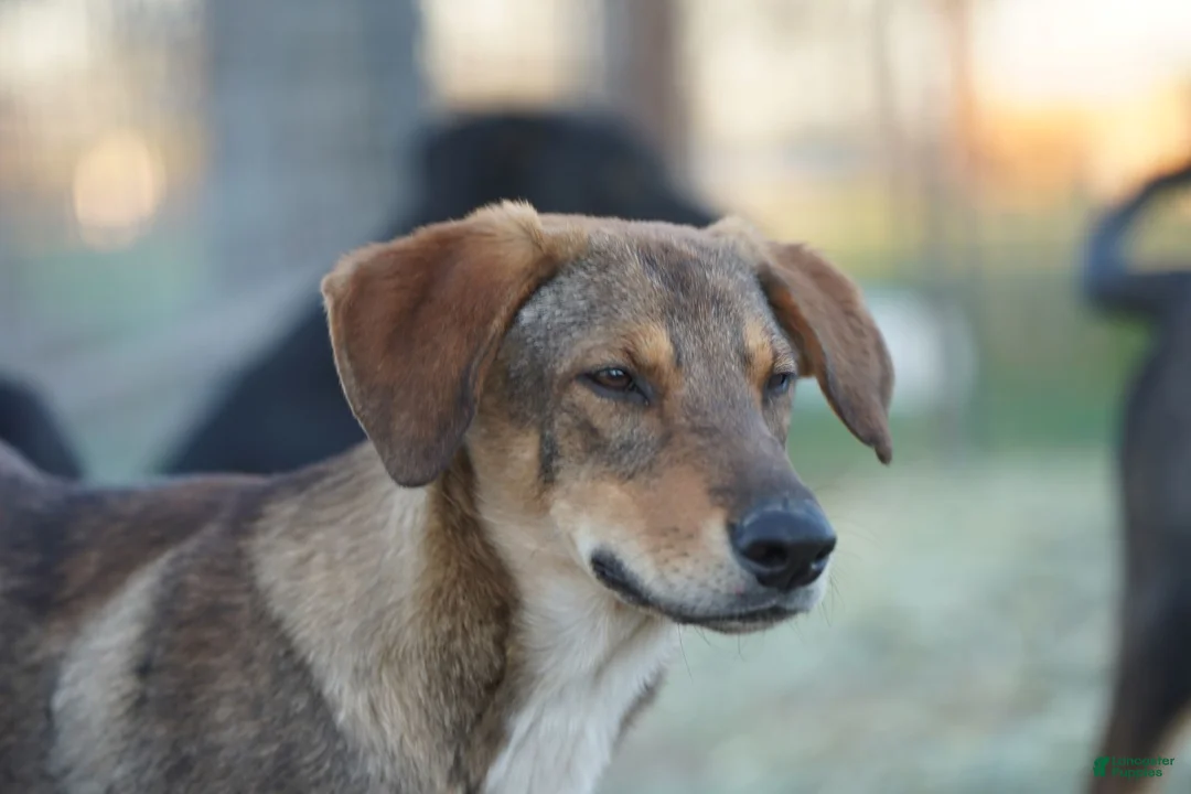 Mixed Breed dogs for sale: Dragon Tiscar Farm Dog - Ad 25