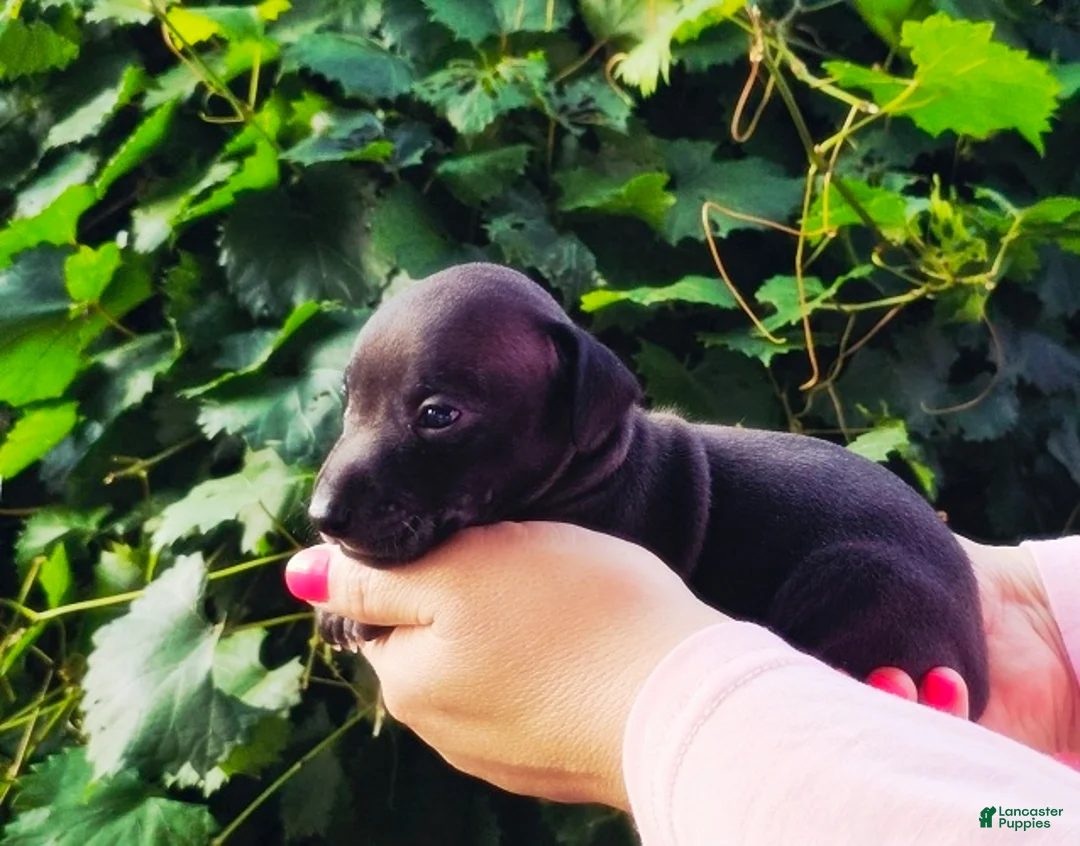 Italian Greyhound dogs for sale: Dahlia - Ad 2