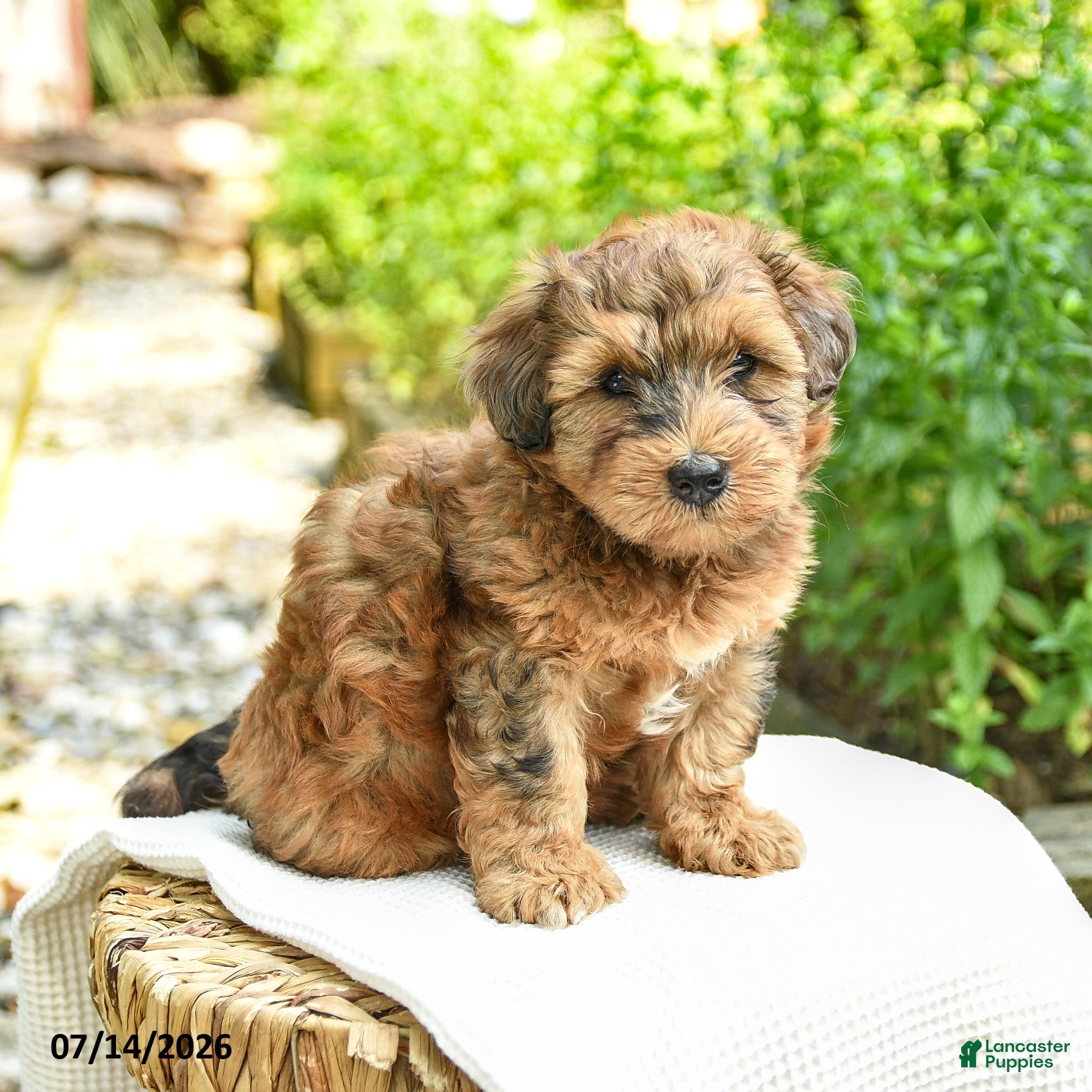 Shihpoo dogs Norman - Ad 1