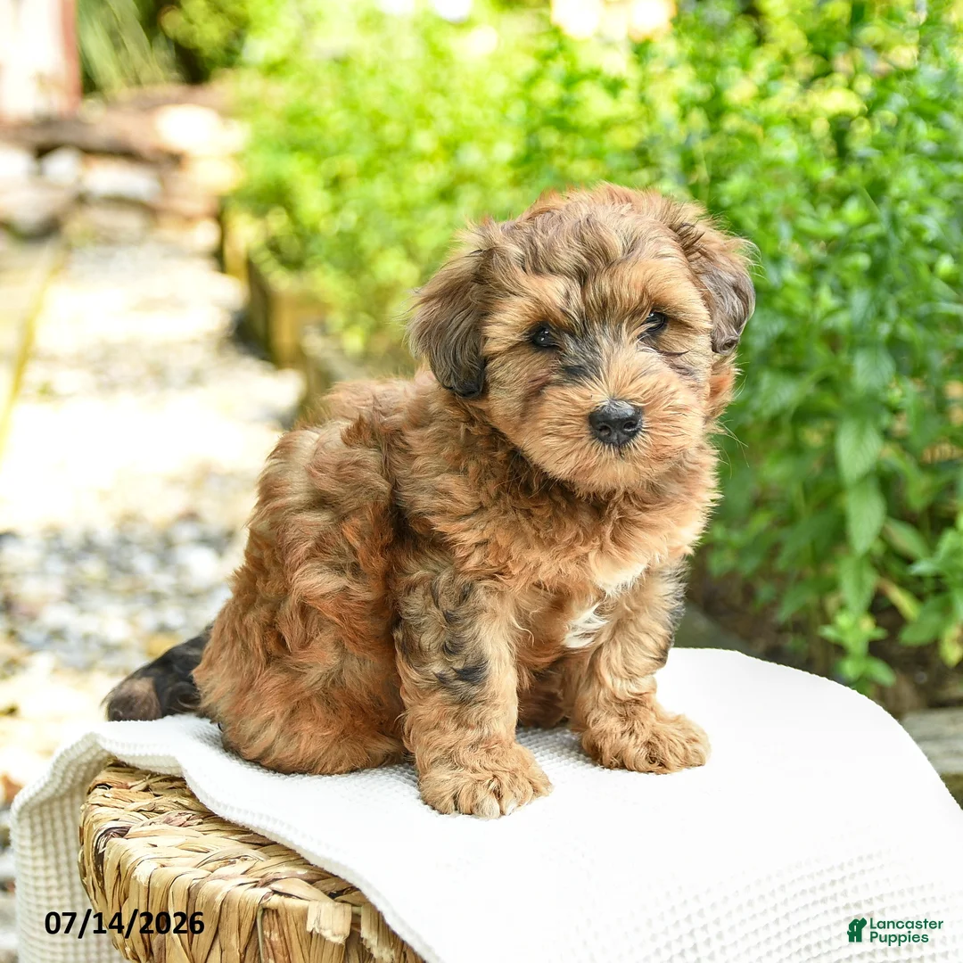 Shihpoo dogs for sale: Norman - Ad 1