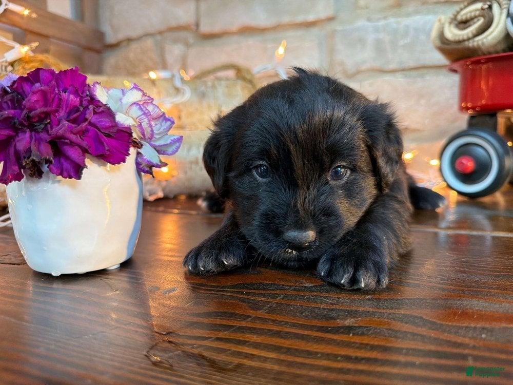 Labradoodle dogs Curtis (Boy) - Ad 2