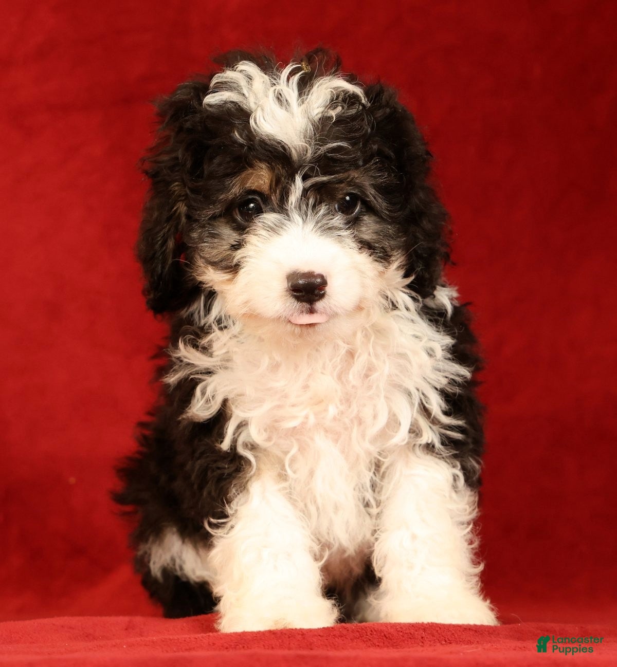 Mini Aussiedoodle dogs CoCo - Ad 2