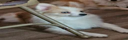 Pomeranian dogs for sale: Male pomeranian  - Ad 9