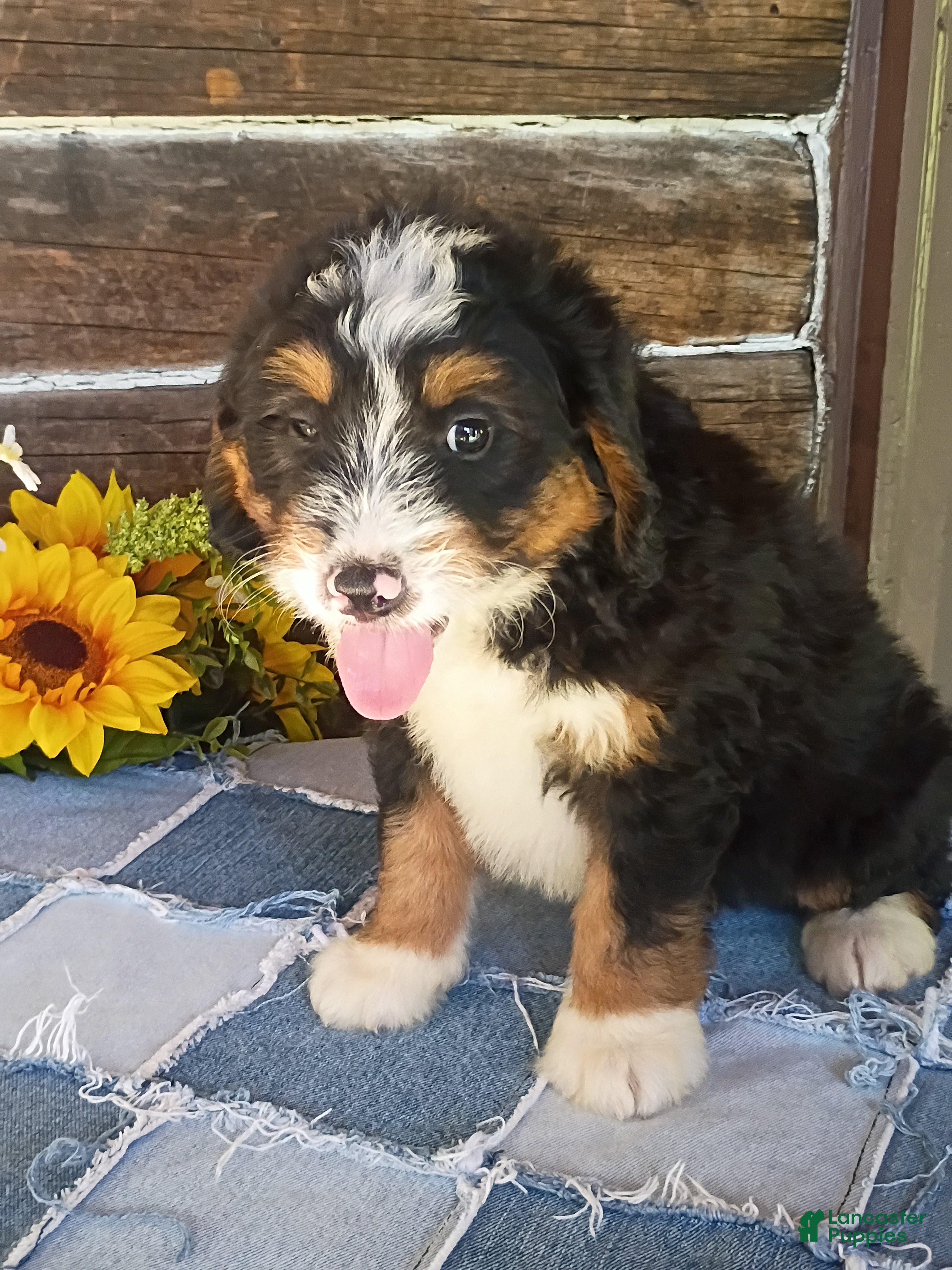 Mini Bernedoodle dogs Mini Bernedoodle 4 - Ad 1