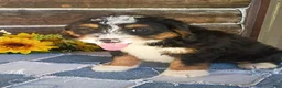 Mini Bernedoodle dogs for sale: Mini Bernedoodle 4 - Ad 1