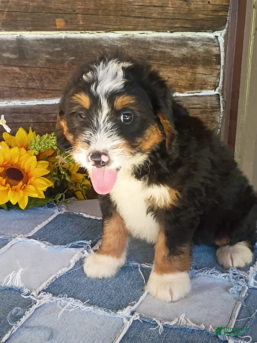 Mini Bernedoodle dogs for sale: Mini Bernedoodle 4 - Ad 1