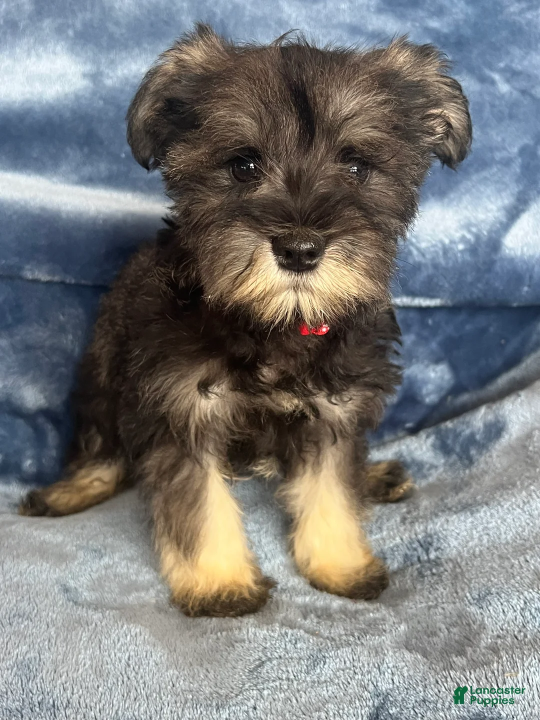 Miniature Schnauzer dogs for sale: Miniature Schnauzer 4 (Jackson) - Ad 10