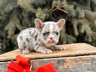 French Bulldog dogs Koko - Ad 10
