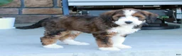 Bernedoodle dogs for sale: Luna - Ad 6