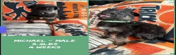 German Shepherd dogs for sale: German Shepherd 4 - Ad 2