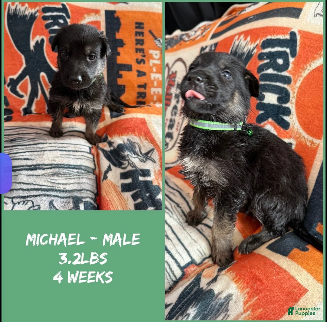 German Shepherd dogs for sale: German Shepherd 4 - Ad 2