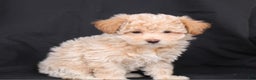 Bichpoo dogs for sale: Prince - Ad 3