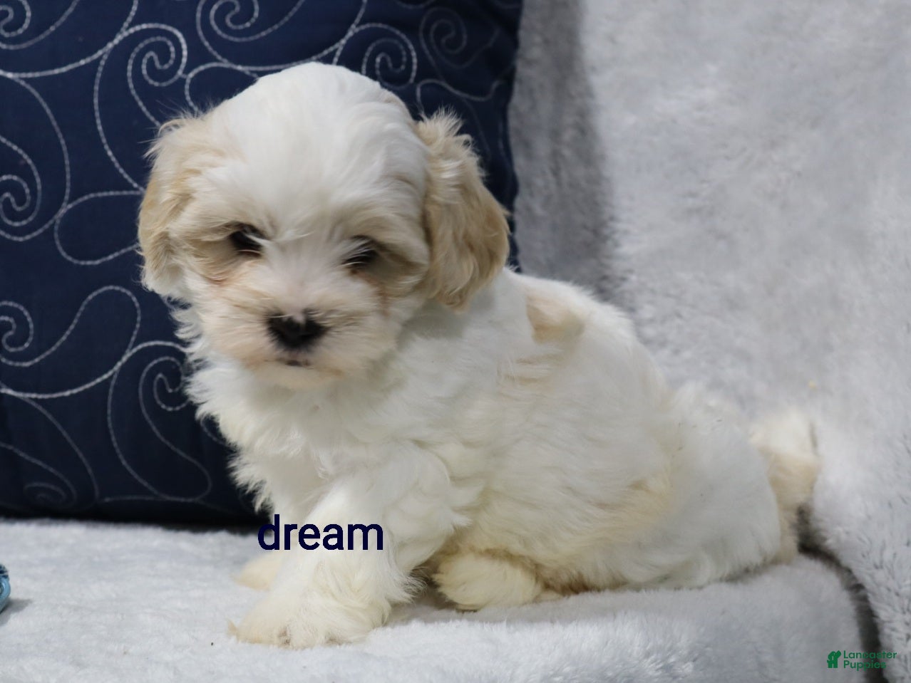 Shihpoo dogs Kamry - Ad 1