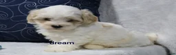 Shihpoo dogs for sale: Kamry - Ad 1