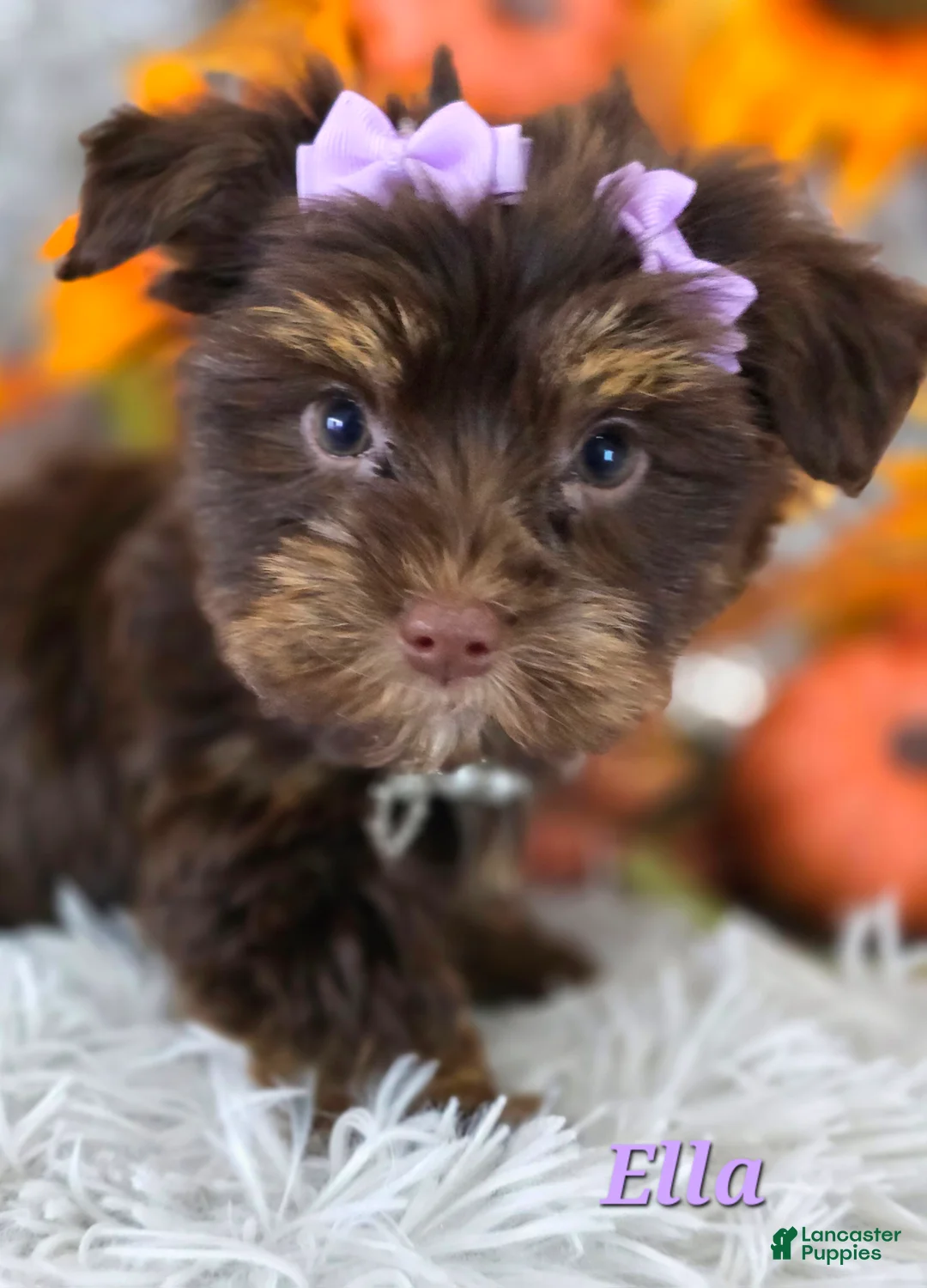 Yorkshire Terrier dogs for sale: Ella - Ad 3