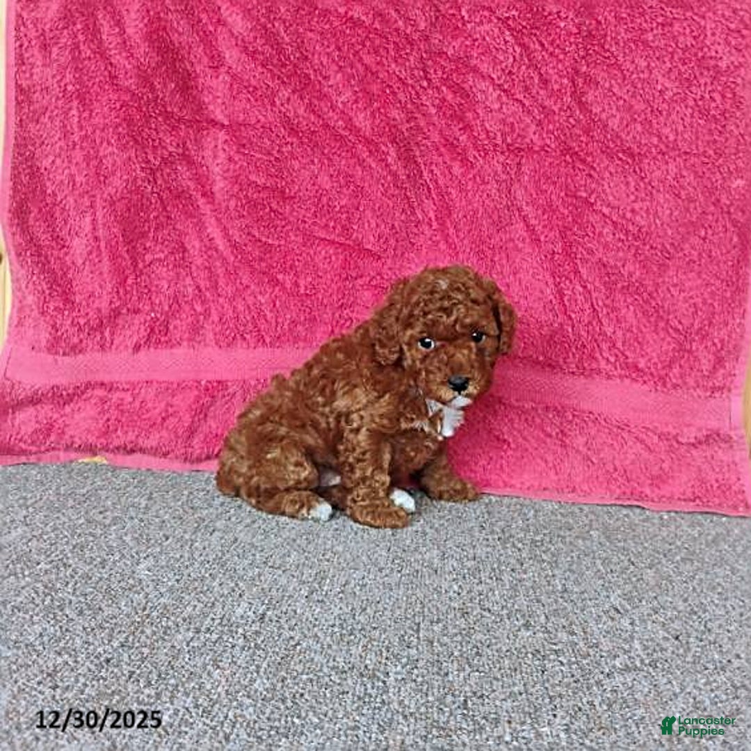 Toy Poodle dogs for sale: Charlie - Ad 3