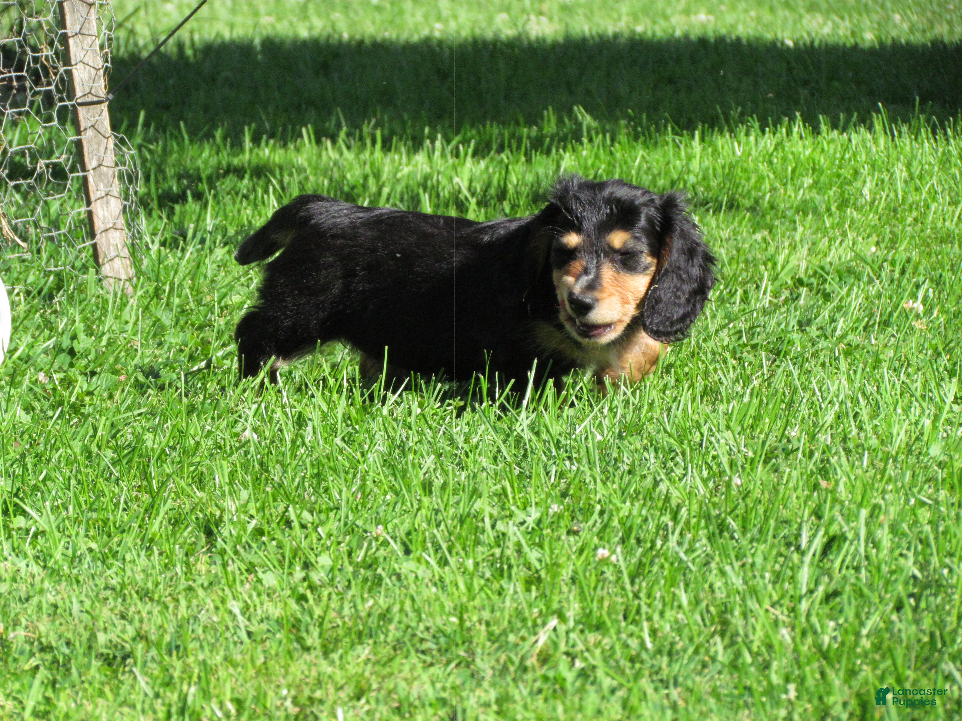 Miniature Dachshund dogs Isabella - Ad 26