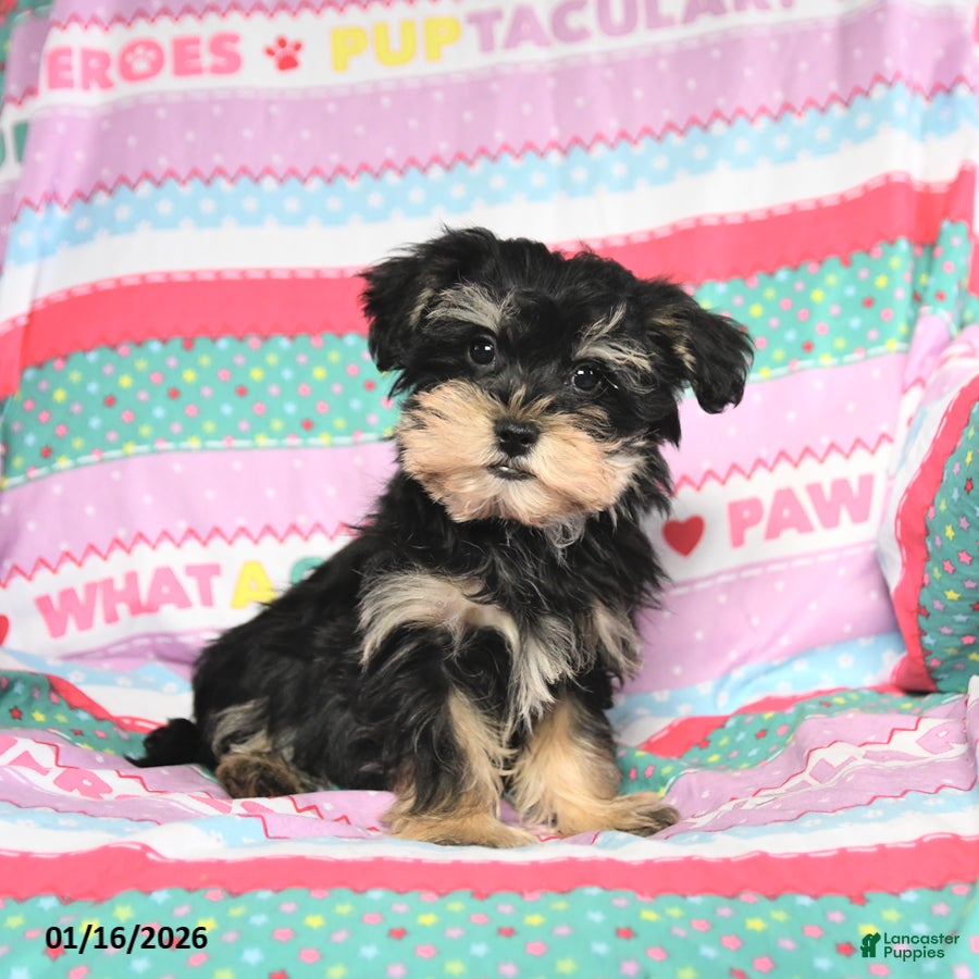 Morkie dogs Baxter - Ad 2