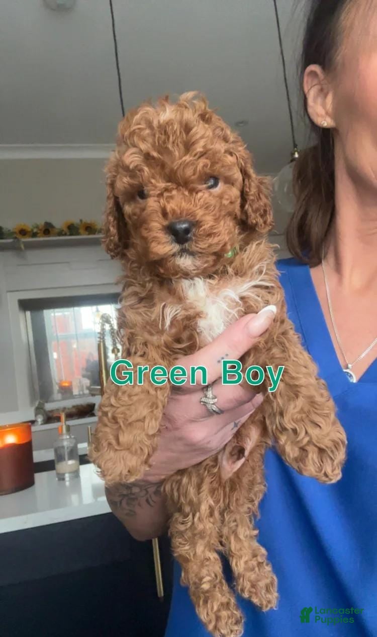 Cavapoo dogs Kenny - Ad 15
