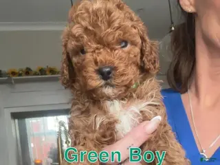 Cavapoo dogs Kenny - Ad 15