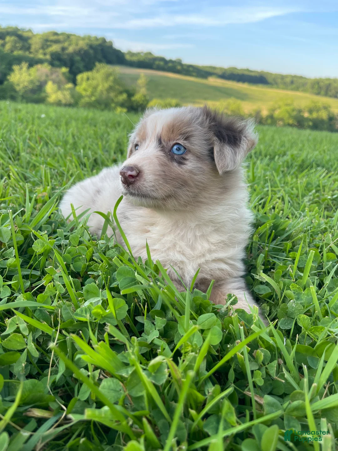 Australian Shepherd dogs for sale: Mia - Ad 2