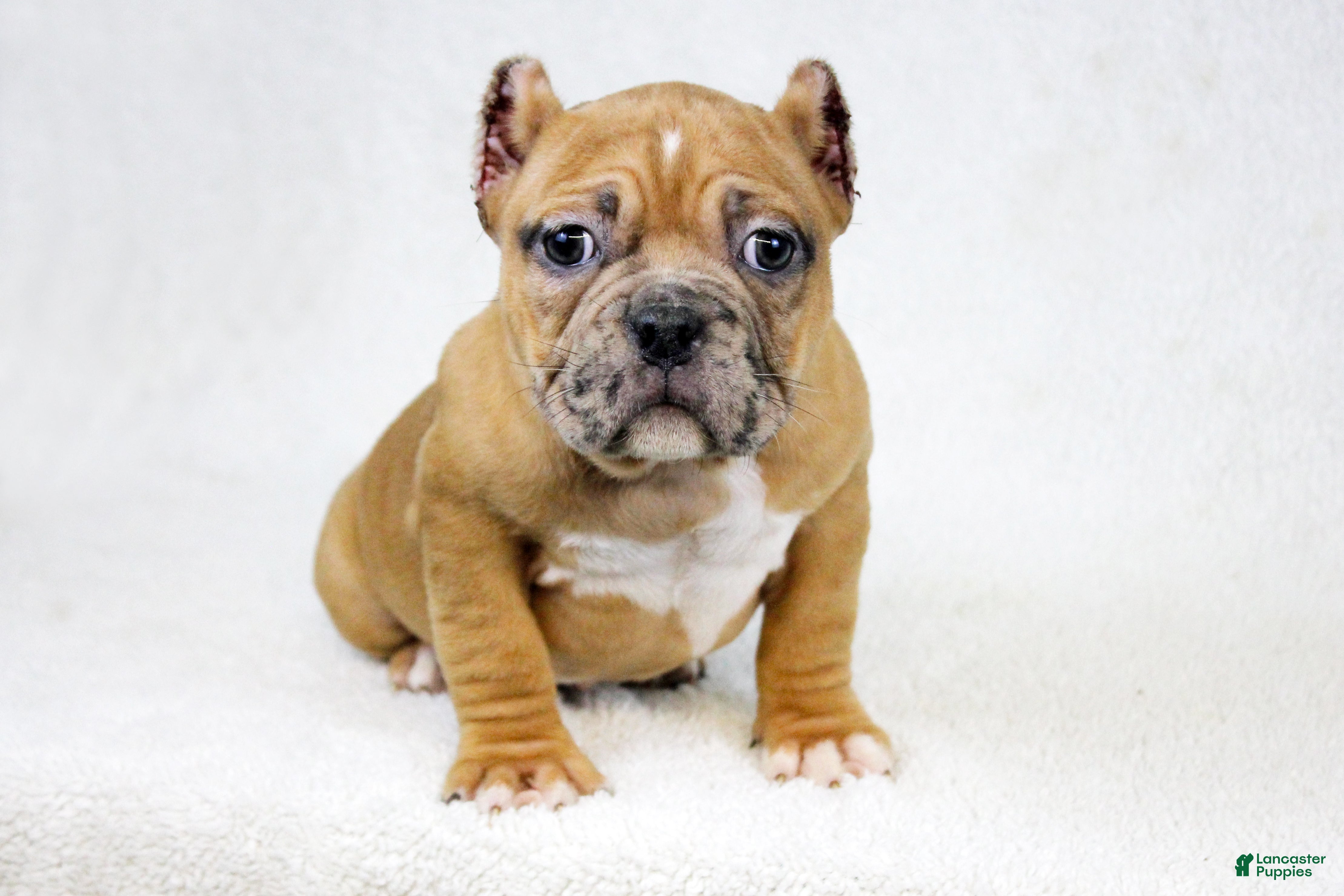 American Bully dogs Black Fawn Merle Female - Ad 10