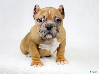 American Bully dogs Black Fawn Merle Female - Ad 10