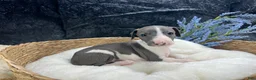 Italian Greyhound dogs for sale: Italian Greyhound 3 - Ad 2
