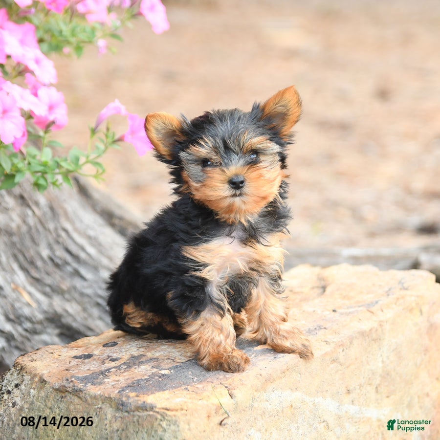 Yorkshire Terrier dogs Macy - Ad 1
