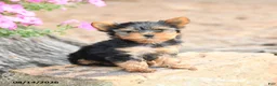 Yorkshire Terrier dogs for sale: Macy - Ad 1