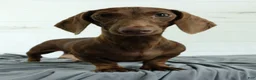 Miniature Dachshund dogs for sale: Isla 🦋 - Ad 8