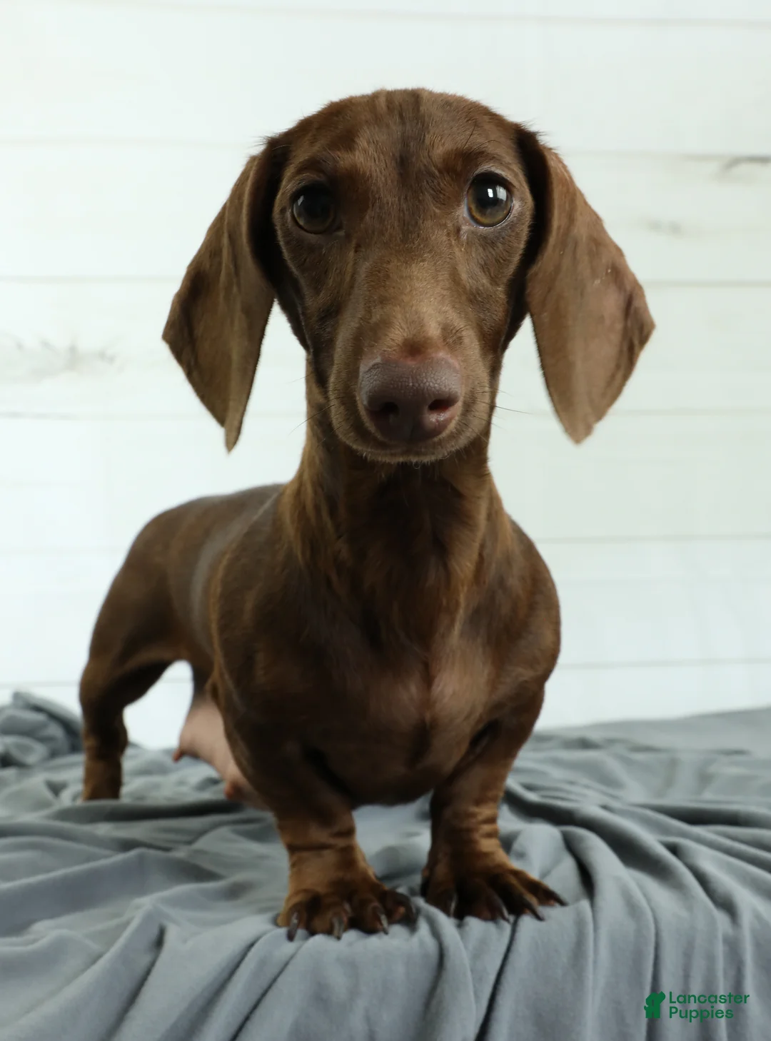 Miniature Dachshund dogs for sale: Isla 🦋 - Ad 8