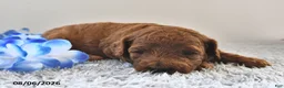 Mini Goldendoodle dogs for sale: Archie  - Ad 15