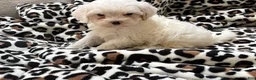 Maltipoo dogs for sale: Magnolia  - Ad 8