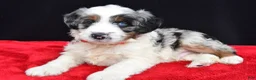 Mini Aussiedoodle dogs for sale: Wava  - Ad 8
