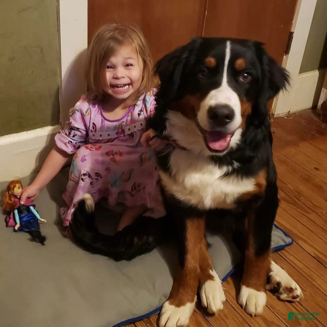 Bernese Mountain Dog dogs for sale: Bernese Mountain Dog Puppy 5 - Ad 8