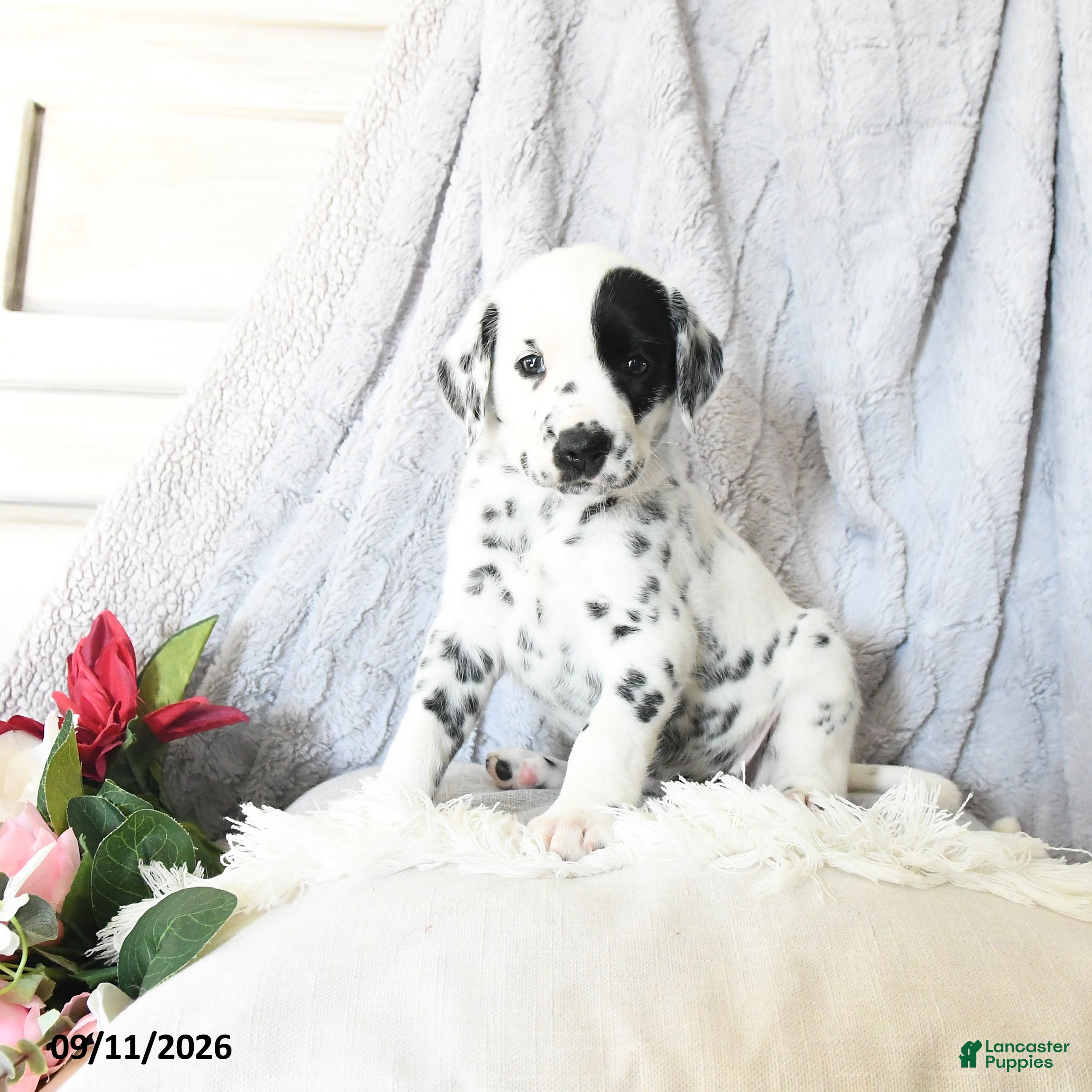 Dalmatian dogs Butterfly - Ad 2