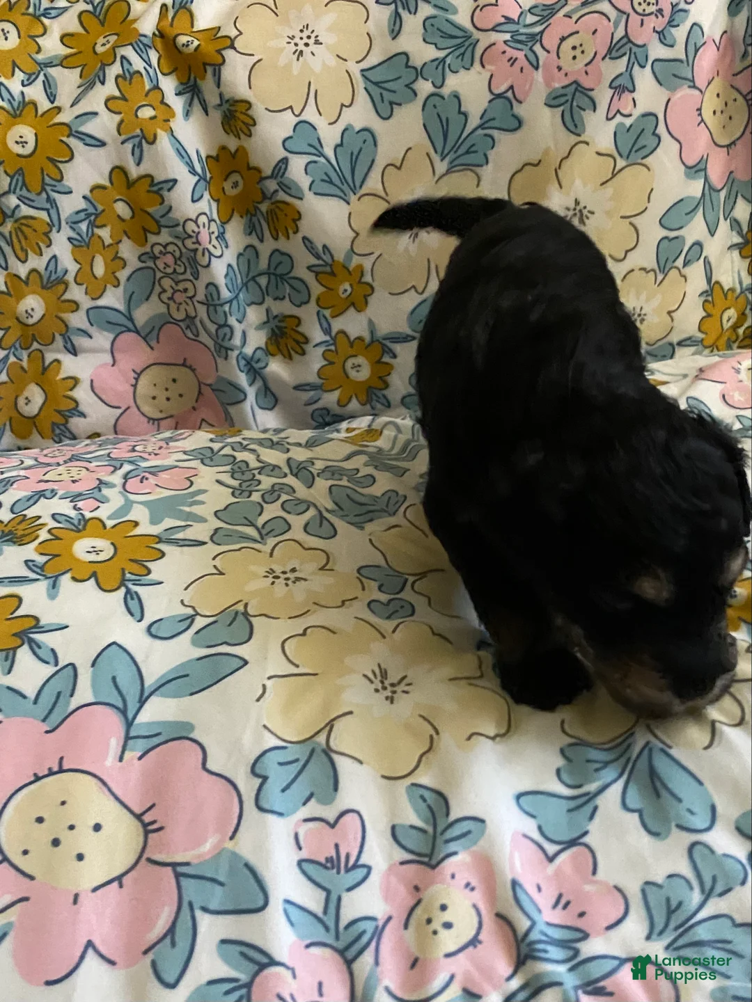 Mixed Breed dogs for sale: Andy - Ad 2