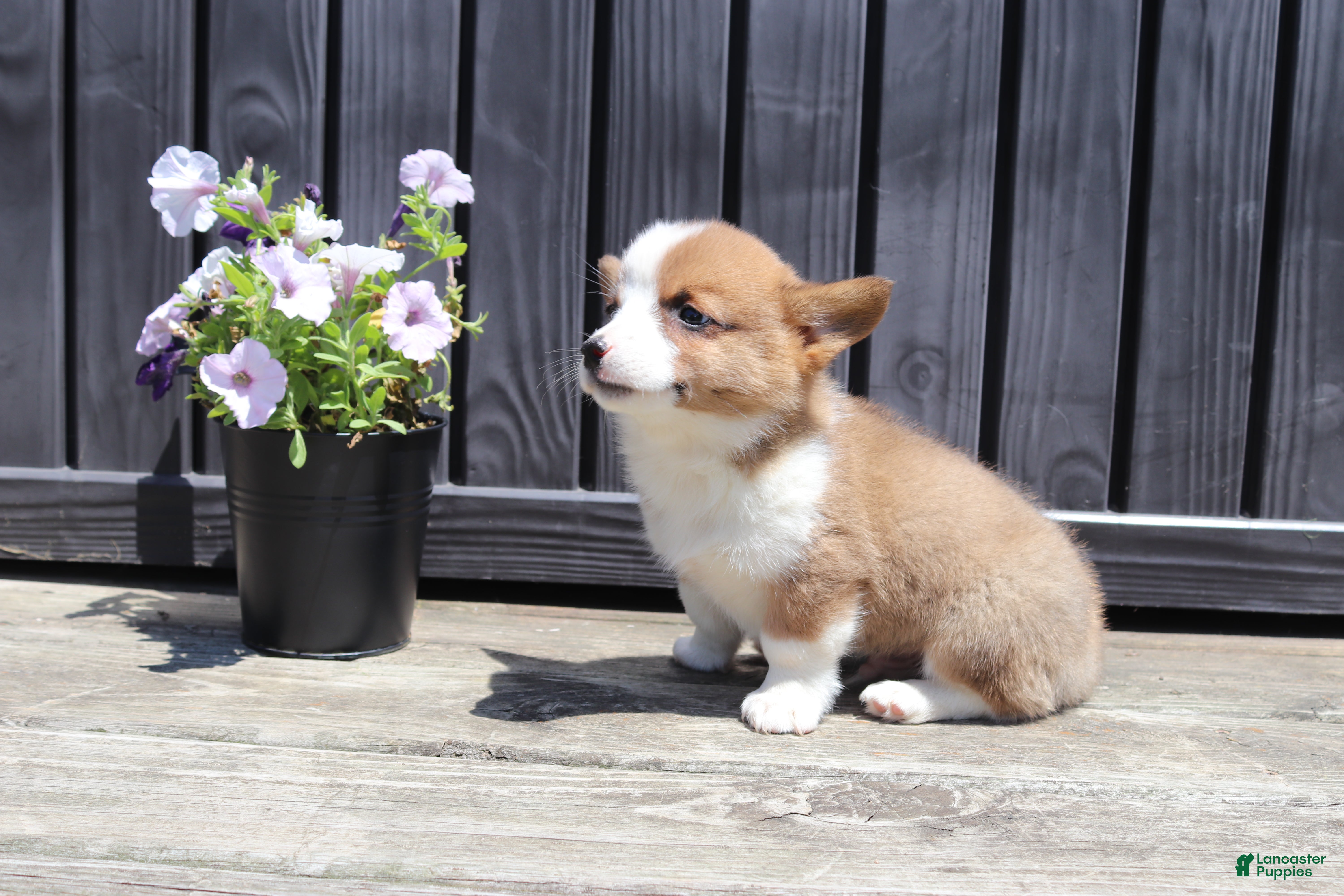 Welsh Corgi Pembroke dogs Theo - Ad 1