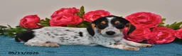 Miniature Dachshund dogs for sale: Lacey - Ad 5