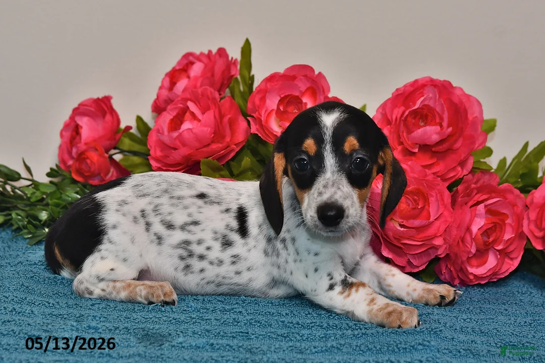 Miniature Dachshund dogs for sale: Lacey - Ad 5