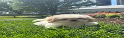 Shih Tzu dogs for sale: Skittles  - Ad 3