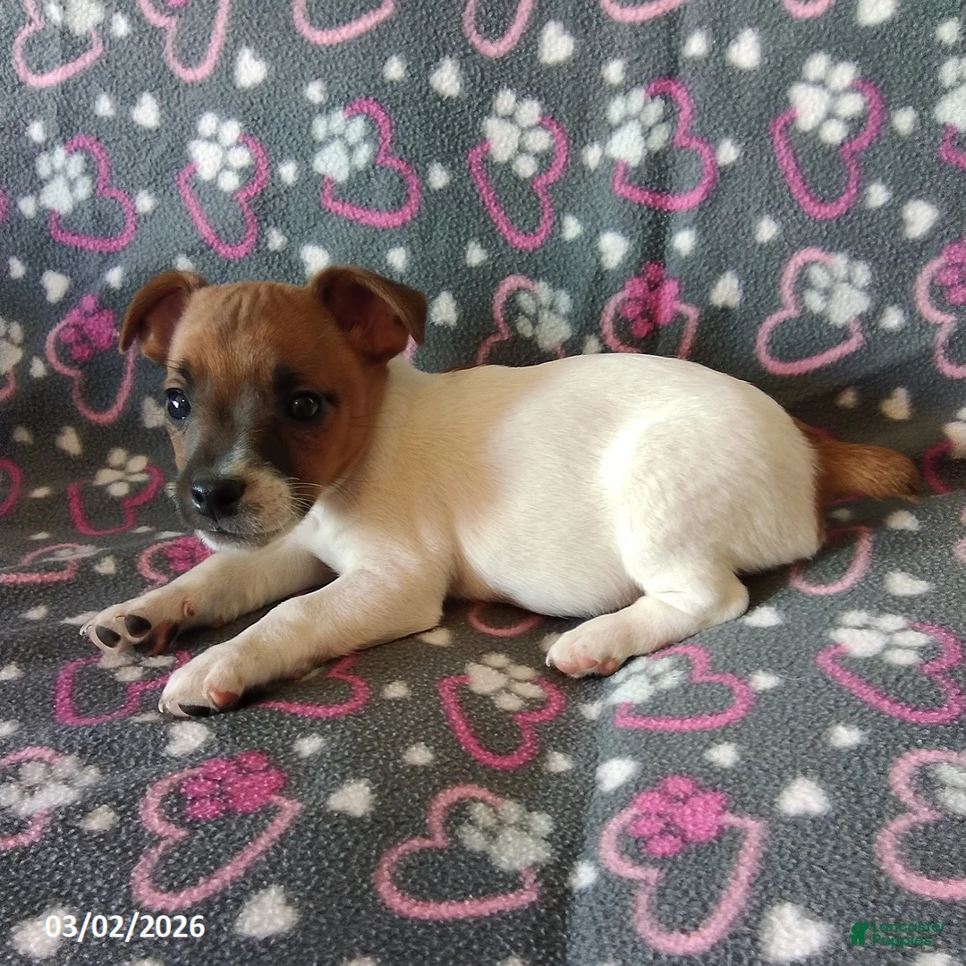 Jack Russell Terrier dogs for sale: Trina - Ad 2