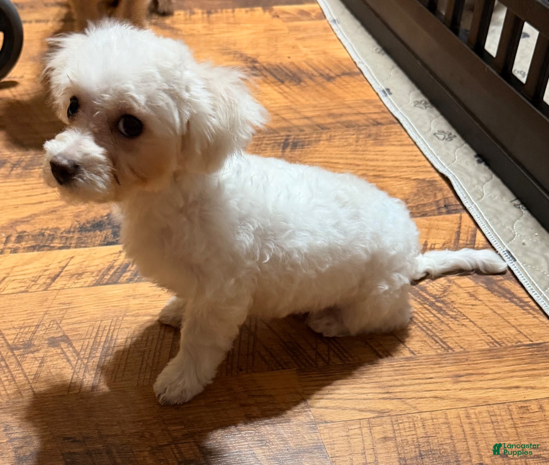 Maltipoo dogs Turbo  - Ad 2
