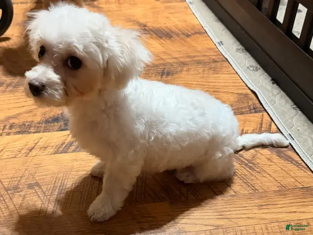 Maltipoo dogs Turbo - Ad 2