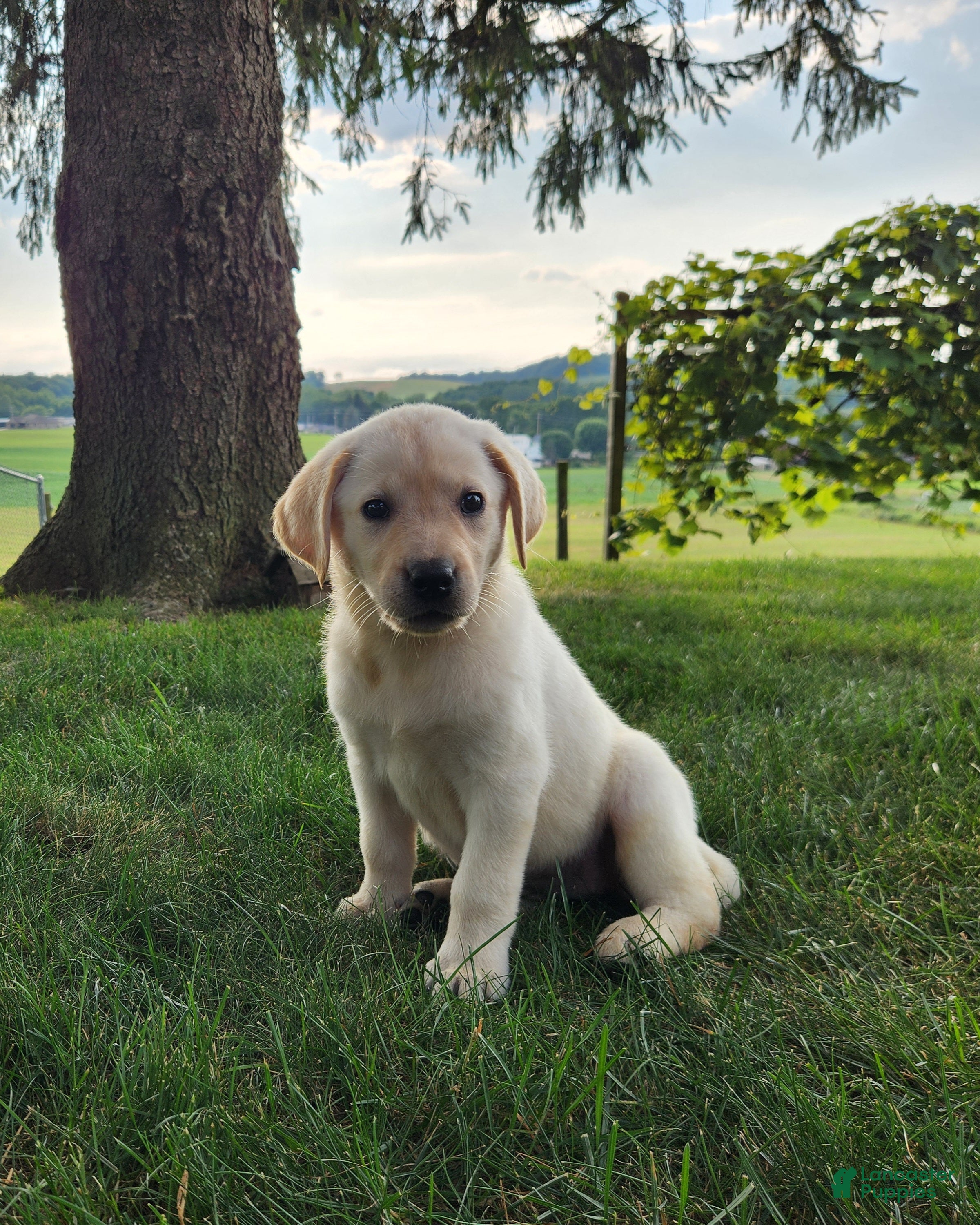 Labrador Retriever dogs Jess - Ad 2