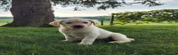 Labrador Retriever dogs for sale: Jess - Ad 2